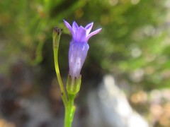 Siphocodon spartioides