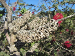 Melaleuca elliptica