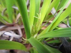 Capeobolus brevicaulis