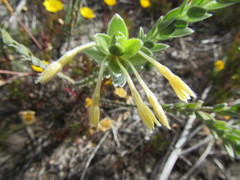 Gnidia tenella