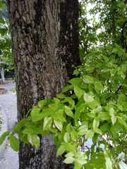 Wrightia religiosa
