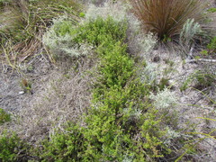 Carpacoce spermacocea