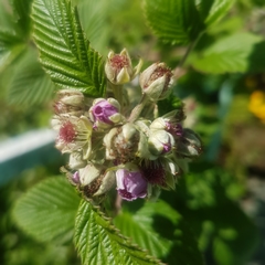 Rubus niveus