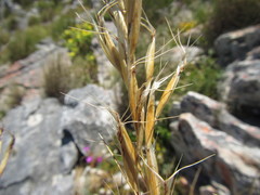 Pentameris macrocalycina