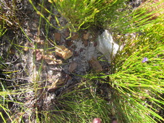 Siphocodon spartioides