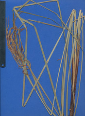 Fecundae