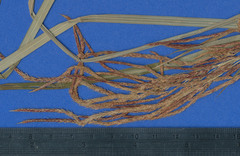 Fecundae