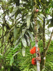 Brownea macrophylla