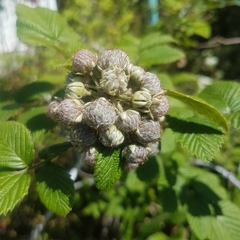 Rubus niveus