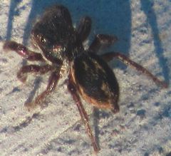 Salticidae