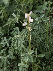 Lupinus albus