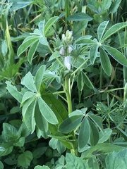 Lupinus albus