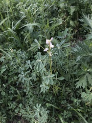 Lupinus albus