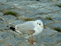 Chroicocephalus ridibundus