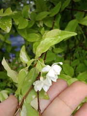 Wrightia religiosa