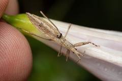 Sastrapada baerensprungi