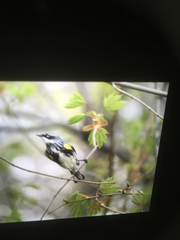 Setophaga coronata