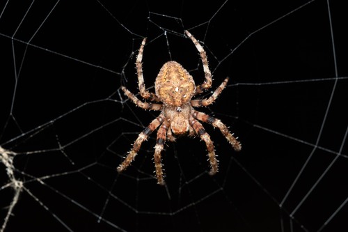 Angular Orbweaver