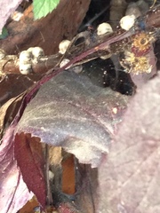 Ceroplastes cirripediformis