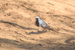 Oena capensis aliena