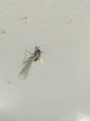 Entomophthoromycotina