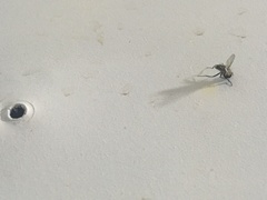 Entomophthoromycotina