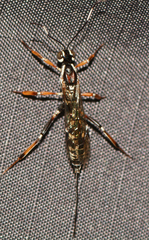 Xorides albopictus
