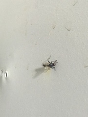 Entomophthoromycotina