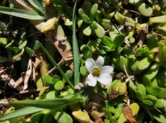 Bacopa monnieri