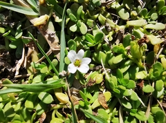 Bacopa monnieri