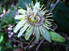 Image of Passiflora rovirosae
