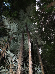 Astrocaryum aculeatum