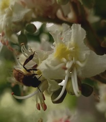 Apis mellifera