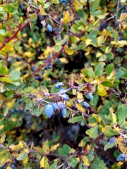 Berberis hispanica