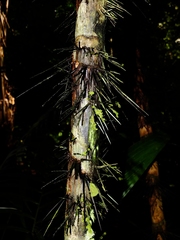 Astrocaryum aculeatum