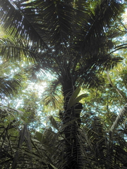 Astrocaryum murumuru