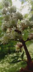 Apis mellifera