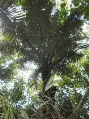 Astrocaryum murumuru