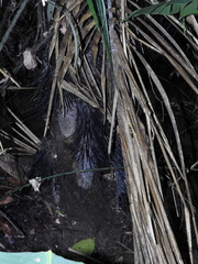 Astrocaryum murumuru