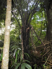 Astrocaryum murumuru