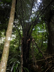 Astrocaryum murumuru