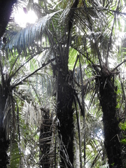 Astrocaryum murumuru