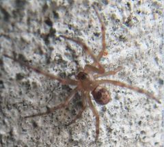 Steatoda nobilis