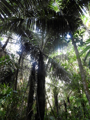 Astrocaryum murumuru