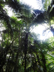 Astrocaryum murumuru