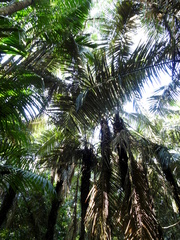 Astrocaryum murumuru