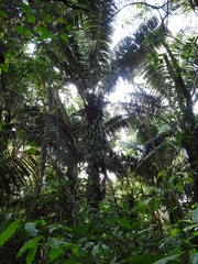 Astrocaryum murumuru