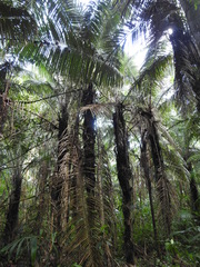 Astrocaryum murumuru