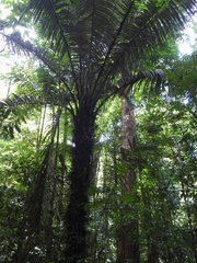 Astrocaryum murumuru