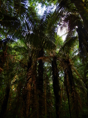 Astrocaryum murumuru